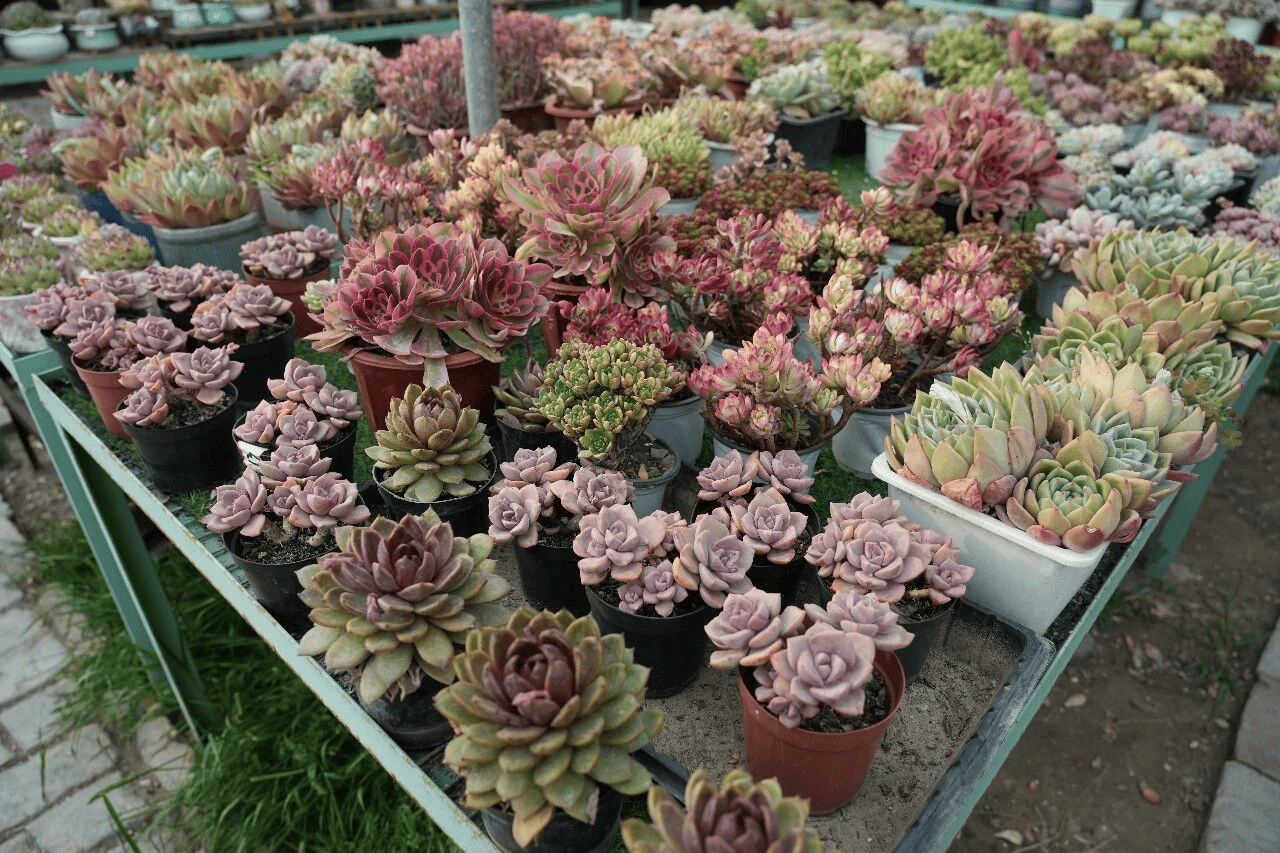 在库尔勒英下乡,有个能致富的“棚”友圈