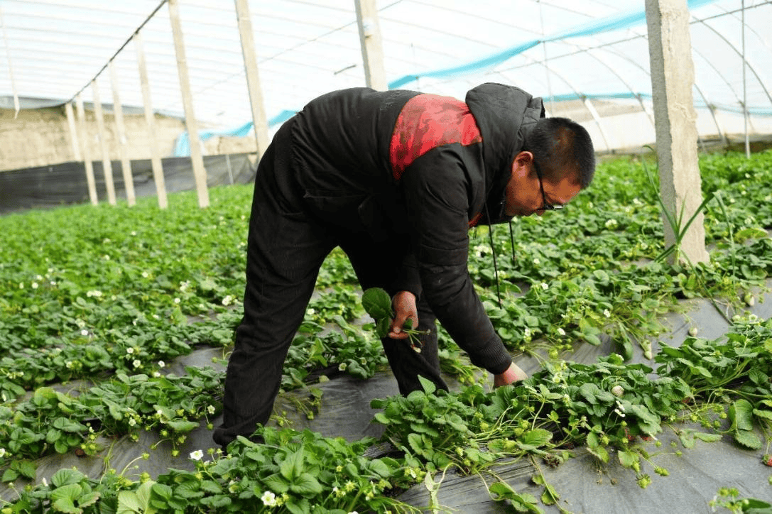 在库尔勒英下乡,有个能致富的“棚”友圈